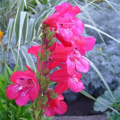 Penstemon - Le pot de 2,5 litres