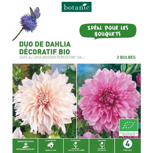 Duo de Dahlia décoratif bio café au lait/Lavender perfection rose et blanc botanic® - 2 bulbes
