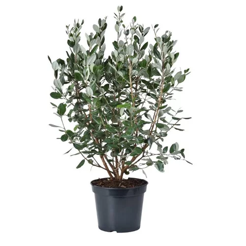 Feijoa Sellowiana. Le pot de 10 litres