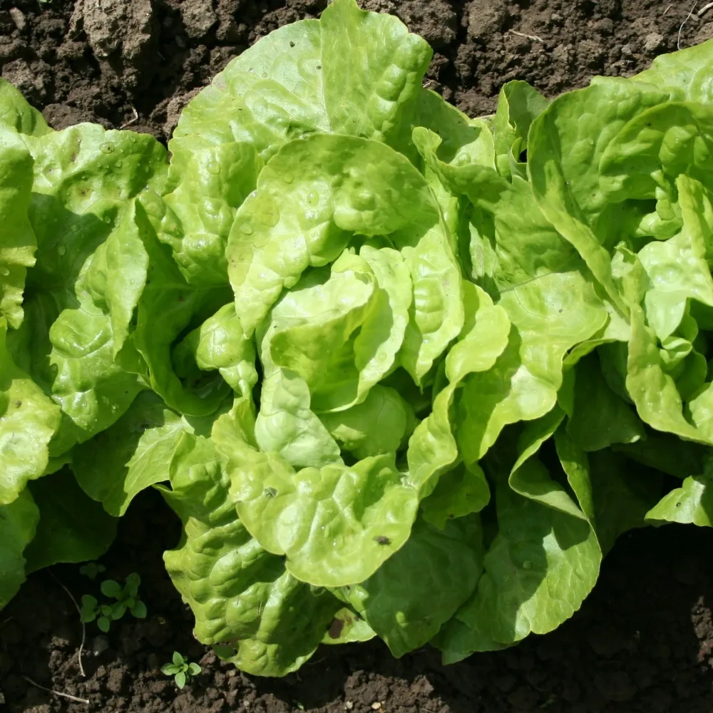 6 Plants de Laitue pommée Appia Lactuca sativa 'Appia'