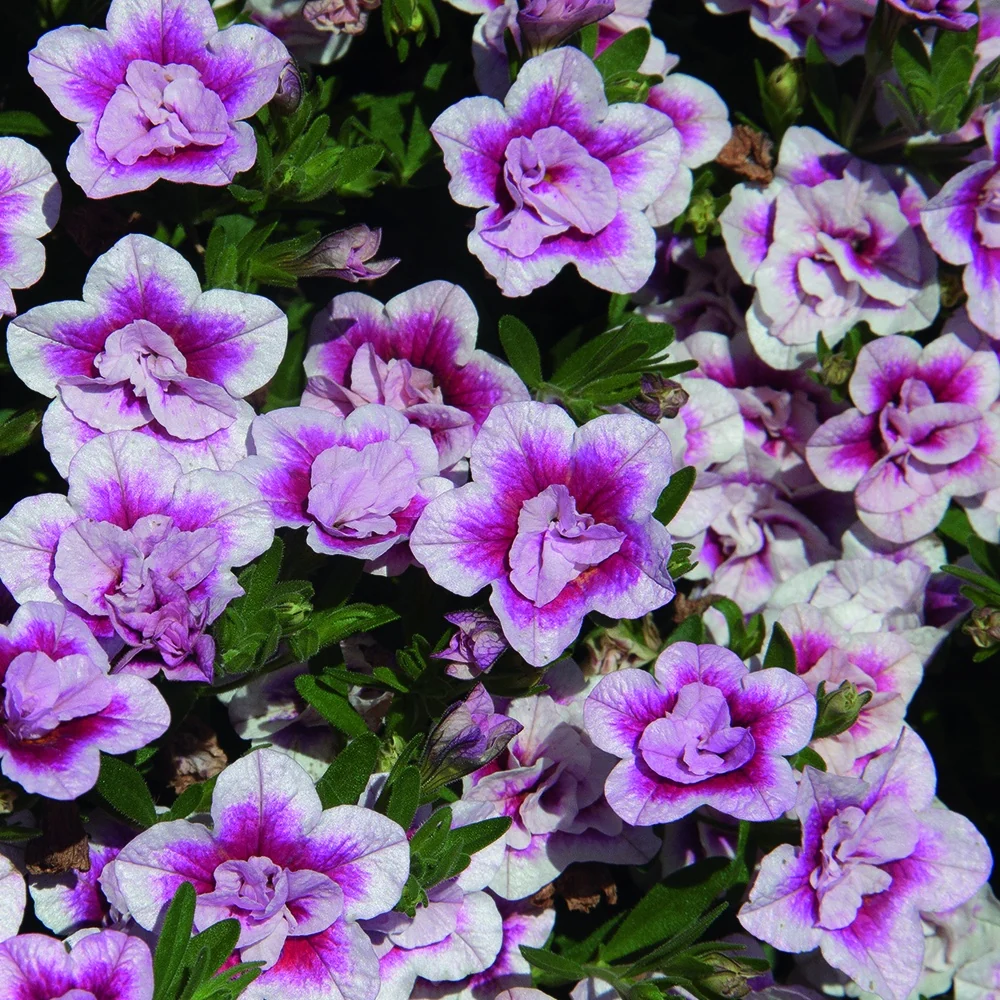 3 Calibrachoas PinkTastic Calibrachoa hybride pinktastic