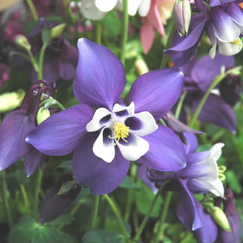 Aquilegia Caerulea Variee. La barquette de 6 plants