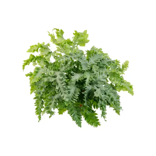 Phlebodium (Fougère bleue) vert. Le pot Ø 17 cm