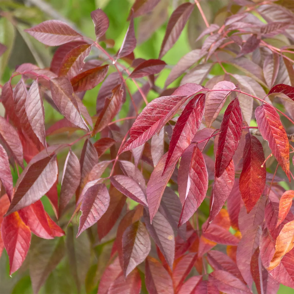 Frêne d'Amérique Autumn Applause Fraxinus americana Autumn Applause