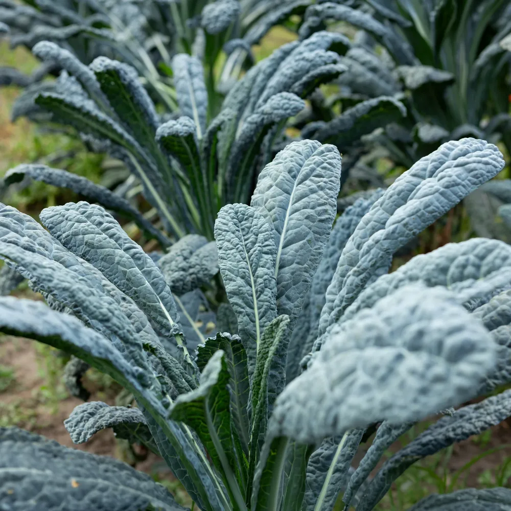 Chou palmier lancinate Nero di Toscana Bio Brassica oleracea Nero di Toscana