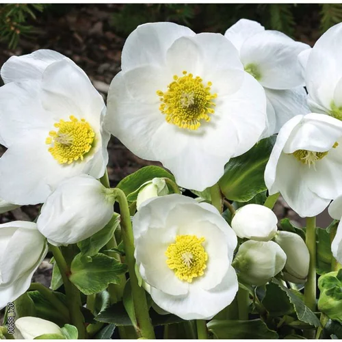 Hellébore ou Rose de Noël à fleurs blanches - Le pot de 2 litres