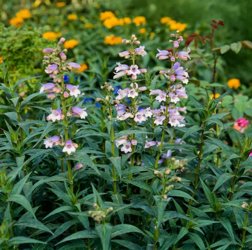 Penstemon ‘Sour Grapes’ - Le pot de 2 litres