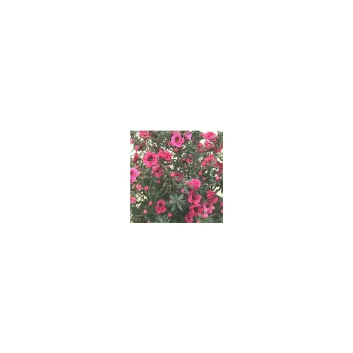 Leptospermum Scoparium ou Arbre à thé rose en pot de 3 L