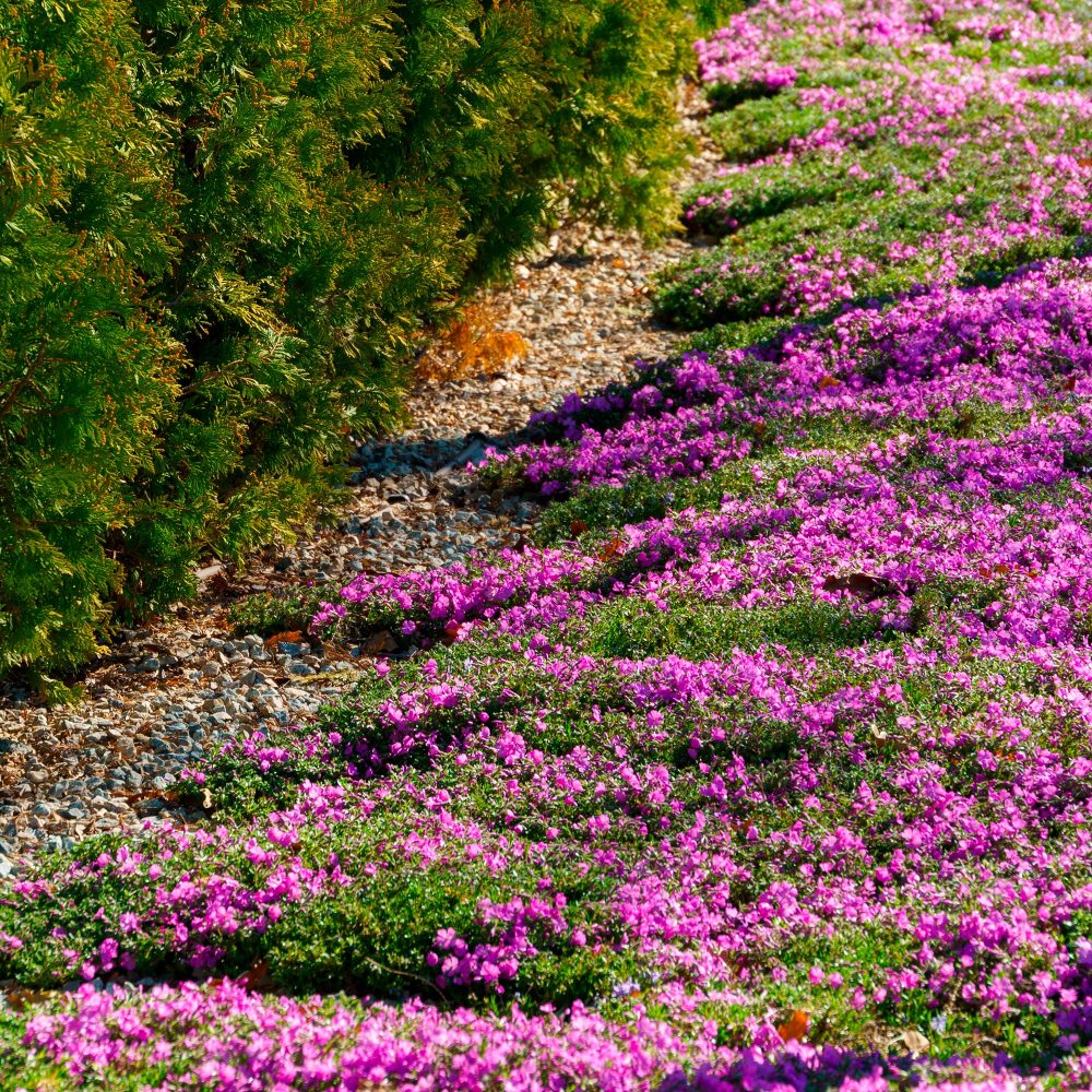 Phlox mousse McDaniel's Cushion Phlox subulata Mcdaniels Cushion