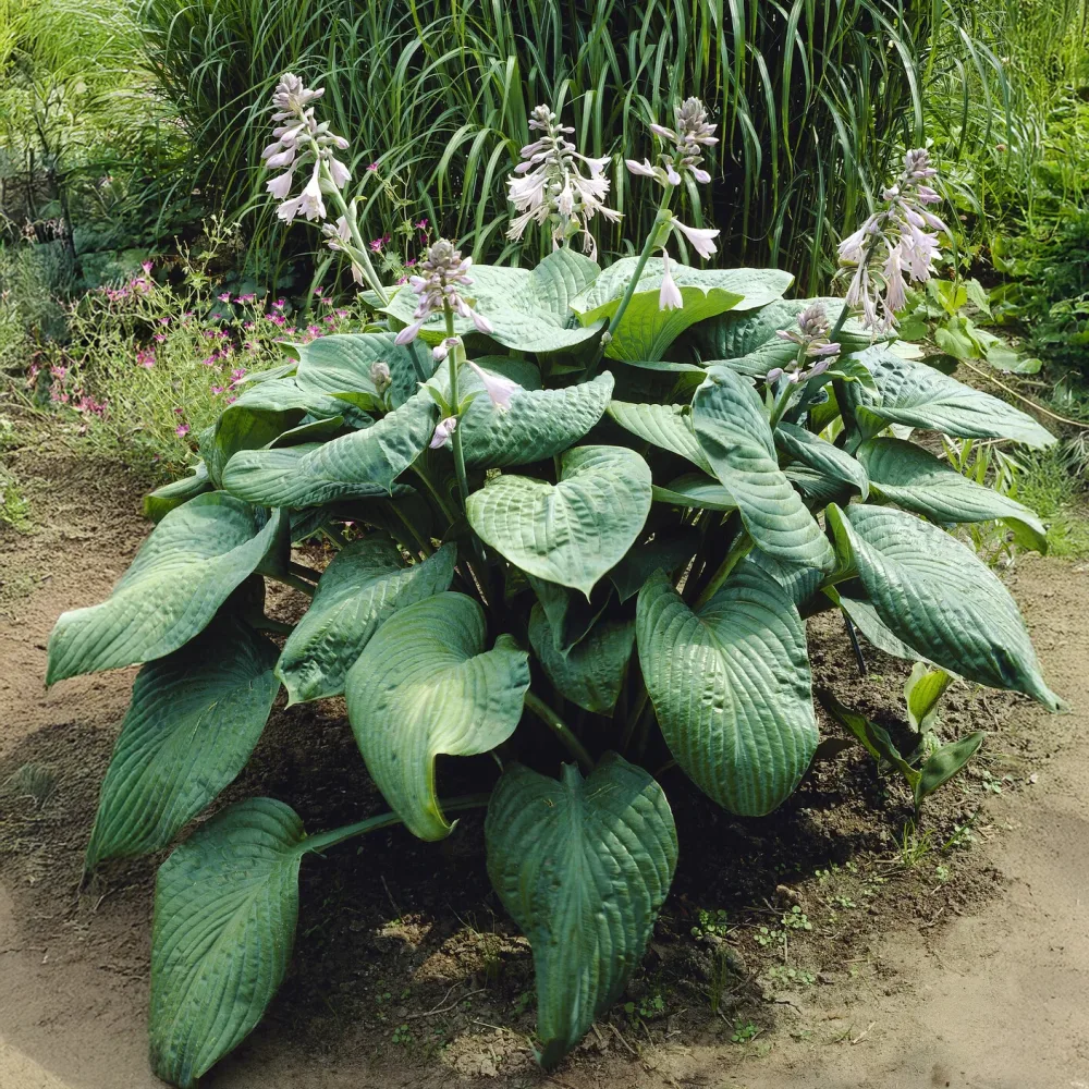 Hosta Blue Umbrellas Funkia Hosta blue umbrellas