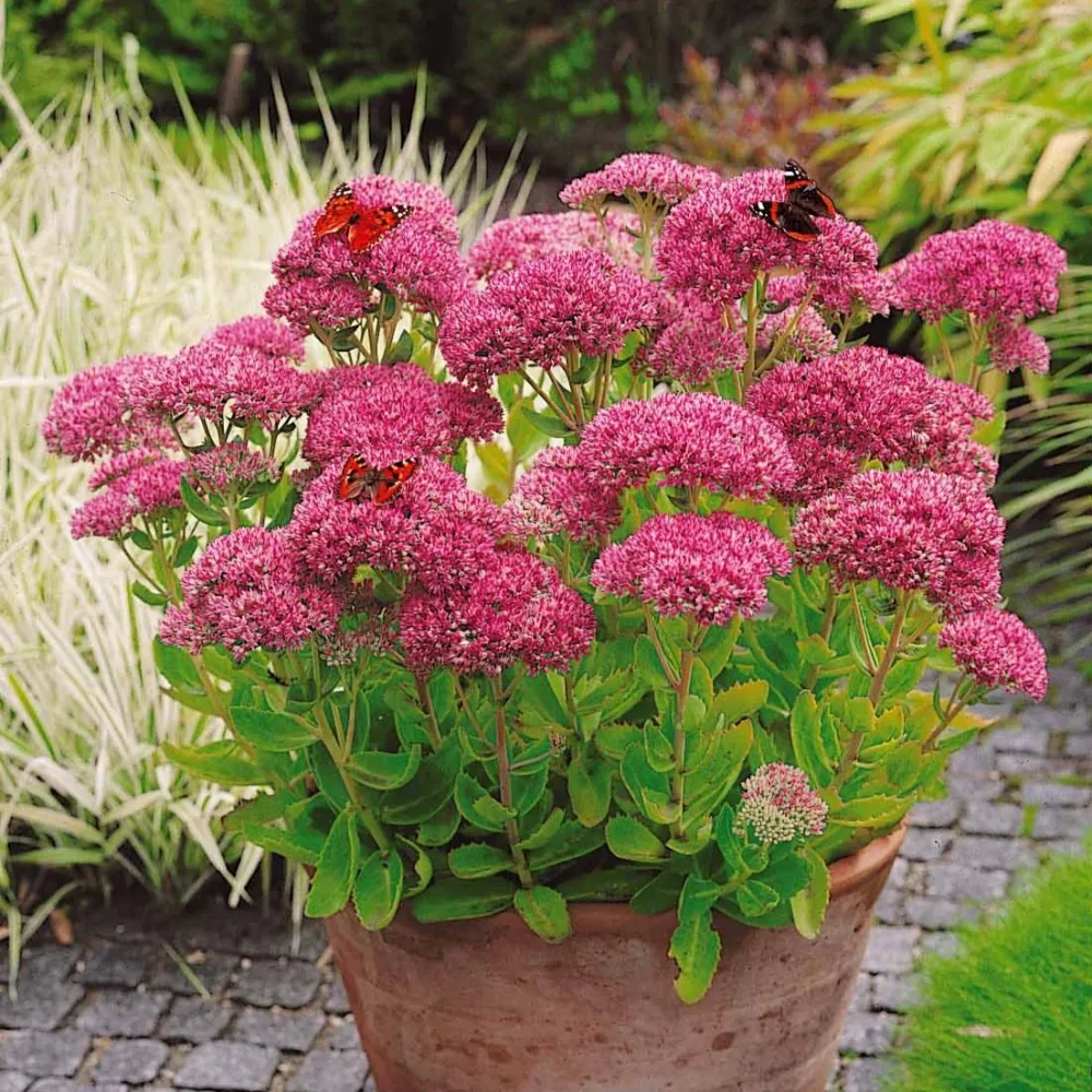 Sedum spectabile - Orpin d'automne Sedum spectabile