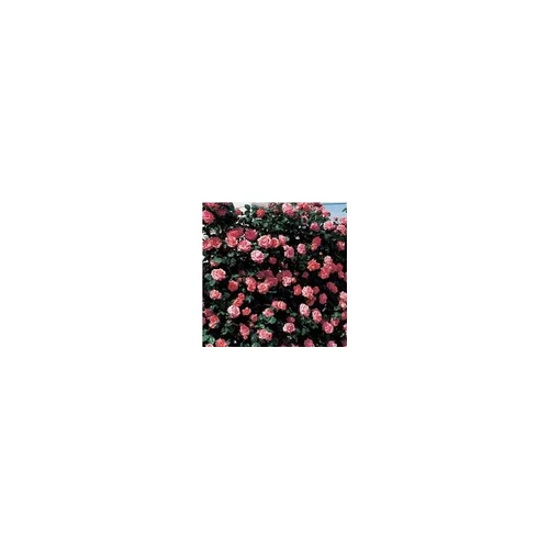 Rosier rose grimpant – Pot de 7L
