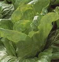 Chicoree Pain De Sucre Bio. La barquette de 12 plants