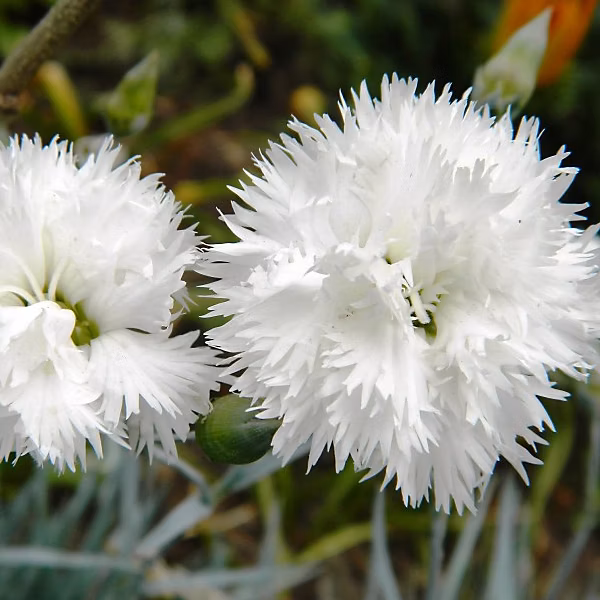 6 x Œillet mignardise 'Haytor White' | Dianthus plumarius 'Haytor White' – godet 9cm x 9cm