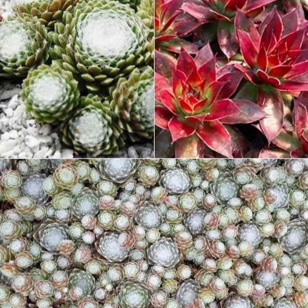 Joubarbe Chick Charms® - Sempervivum Sempervivum 'chick charmes'