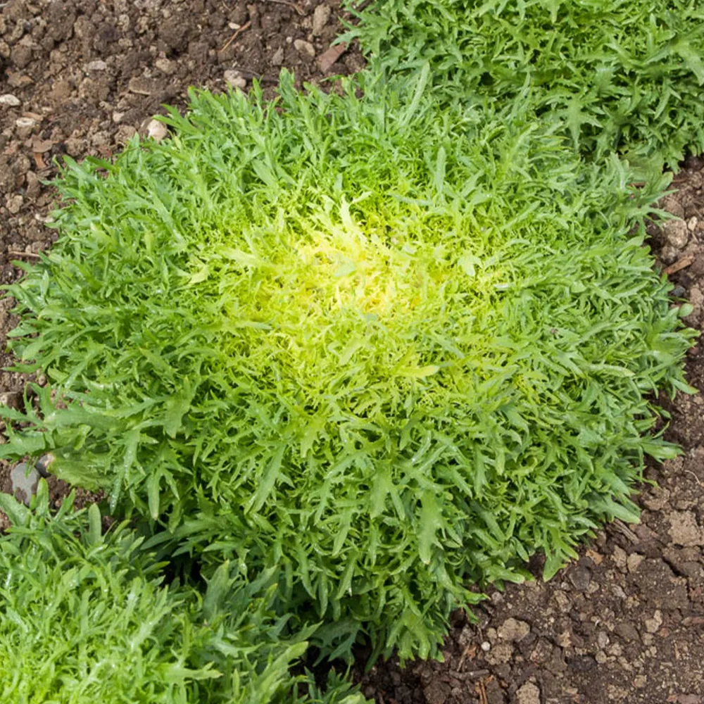 Chicorée frisée Fine de Louviers Cichorum endivia crispum fine de louviers