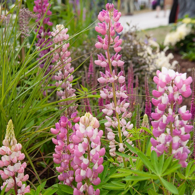 Lupin Gallery Pink Lupinus Gallery Pink