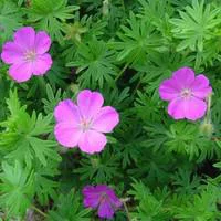 Géranium sanguin - Le pot de 3 litres