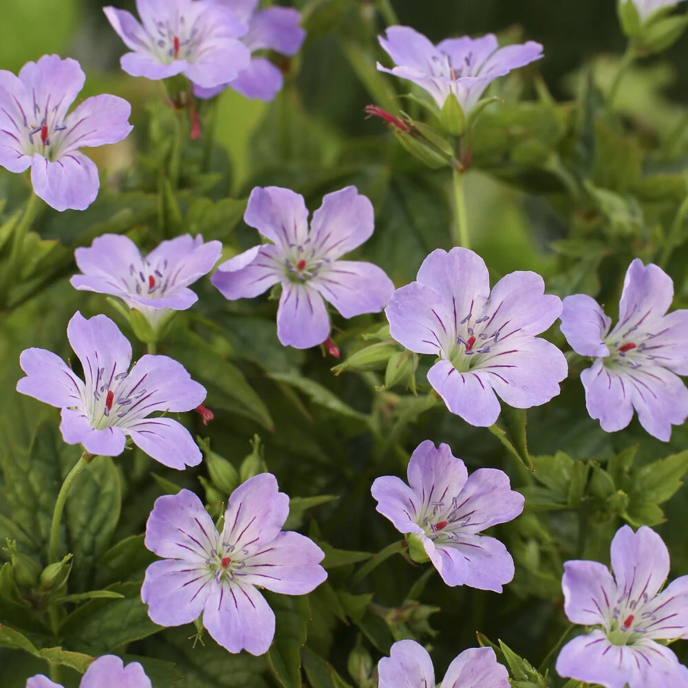 Géranium vivace noueux Geranium nodosum