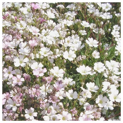 Gypsophile - Le pot de 2 litres