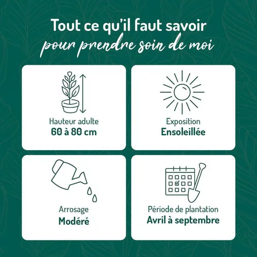 Pourpier en arbre vert. Le pot de 15 litres