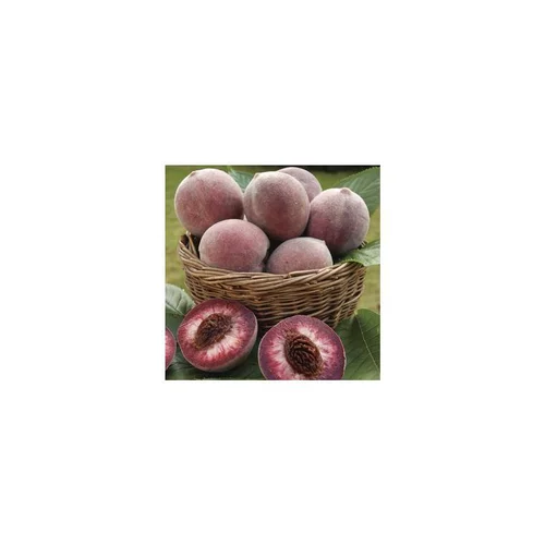 Pecher Sanguine De Savoie. En racine nue, forme 1/2 tige