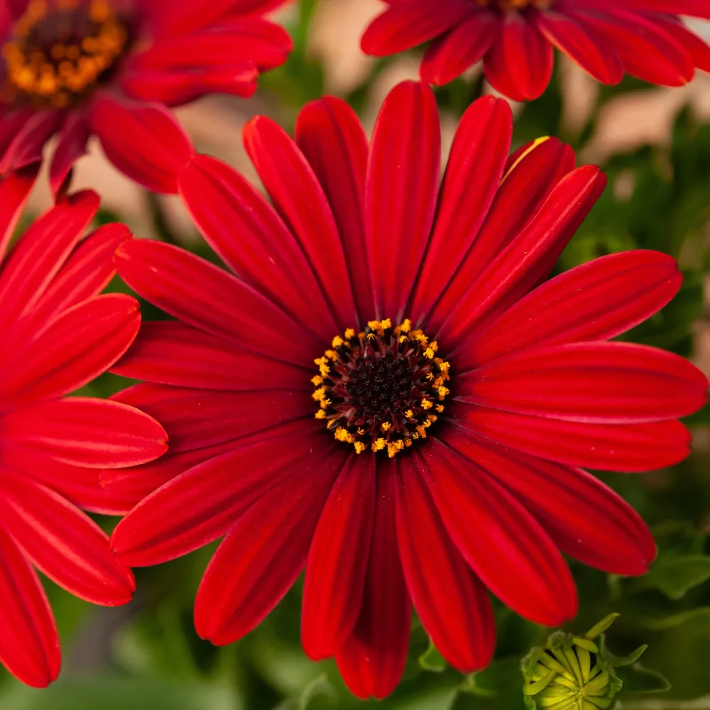 Marguerite du Cap rouge - Oestospermum Osteospermum rouge