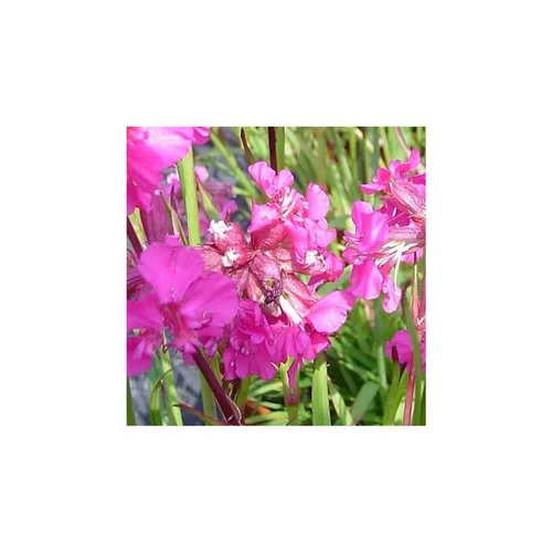 Lychnis Alpina - Le pot de 3 litres