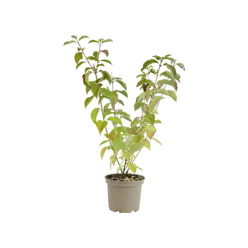 Cornus Mas coloris jaune – 3 L