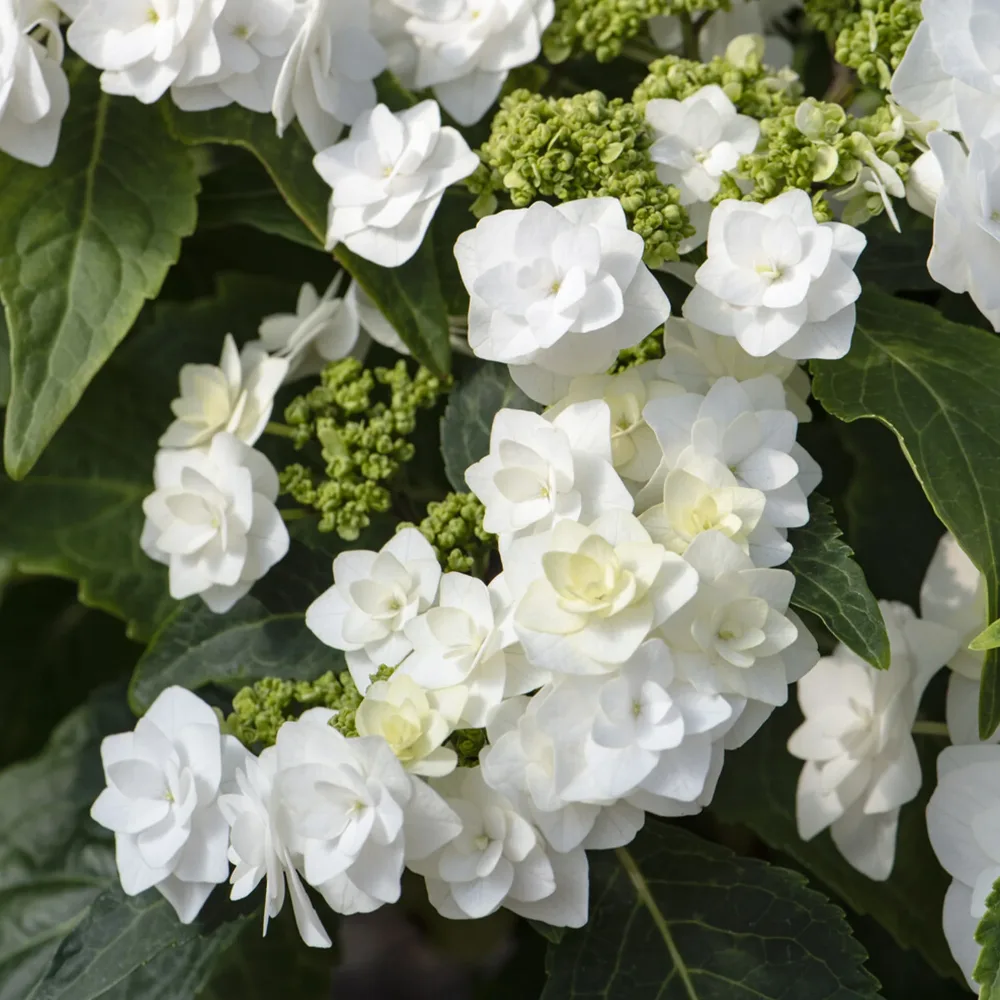Hortensia Doppio Bianco Hydrangea macrophylla Doppio Bianco