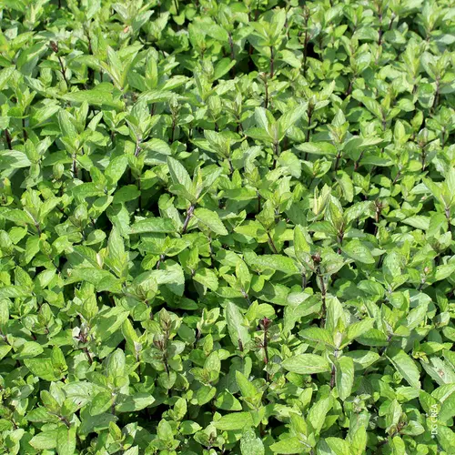 Menthe mojito. Le pot de 1 litre