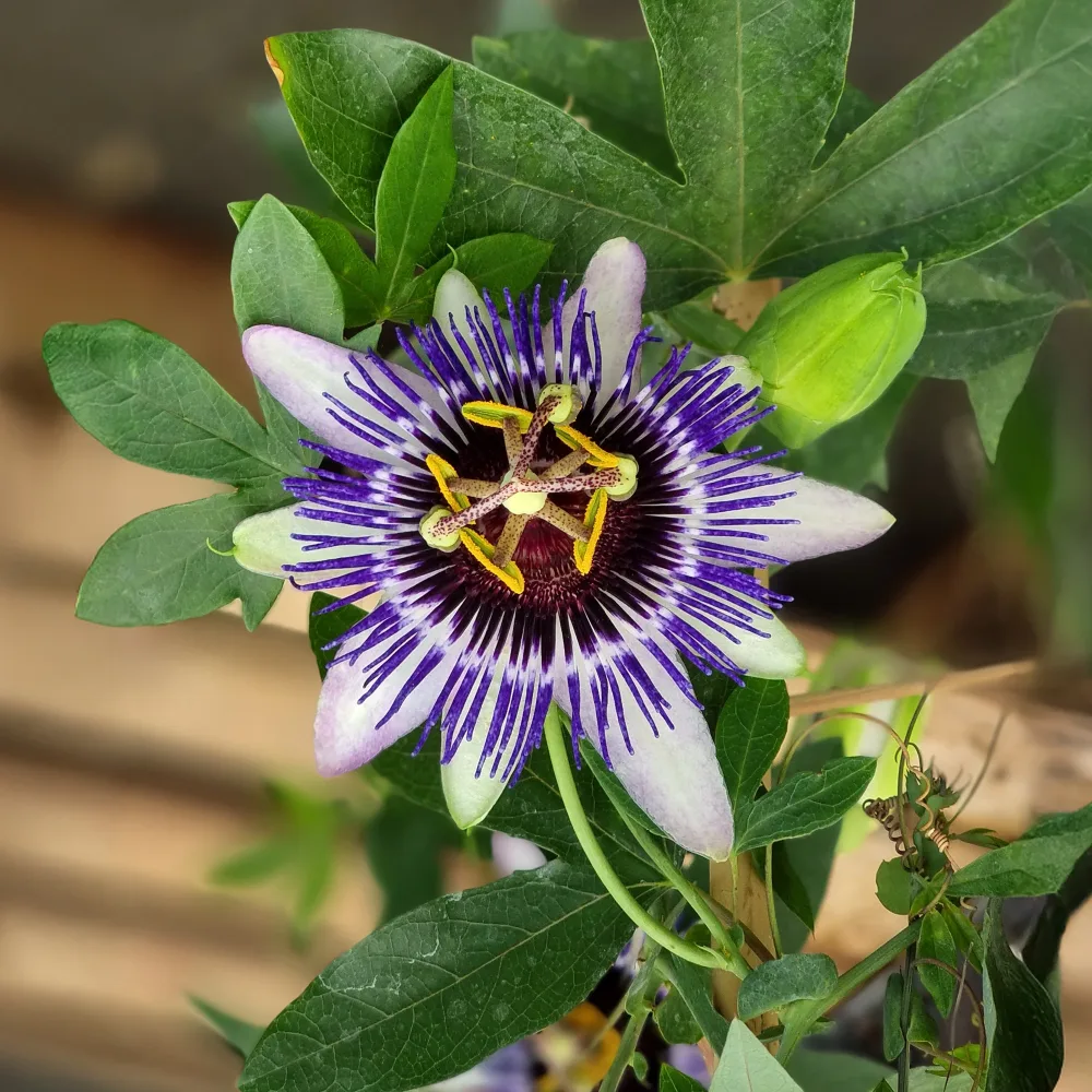 Passiflore Damsel's Delight® Passiflora Damsel's Delight®