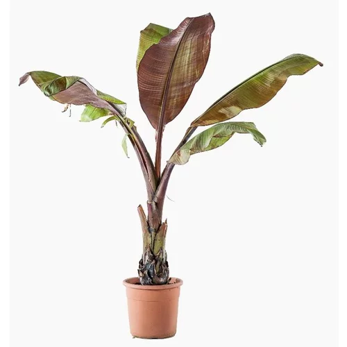 Ensete Ventricosum Maurelii (Bananier d’Abyssinie) XL en pot de 24 L vert