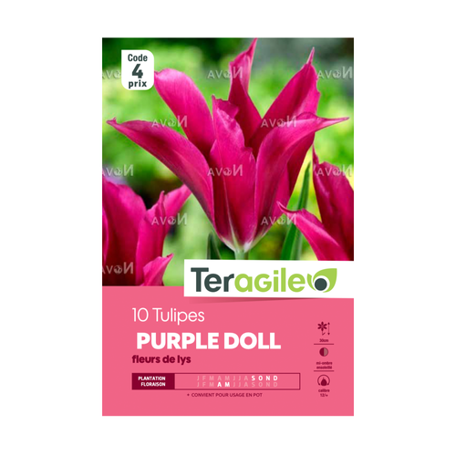 BULBES DE TULIPES 'PURPLE DOLL' FLEURS DE LYS - TERAGILE® - X10