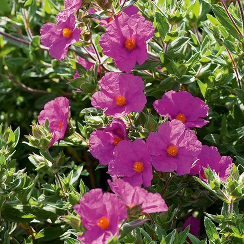 Ciste ou Ciste pourpre à fleurs roses - Le pot carré bleu de 2,5 litres