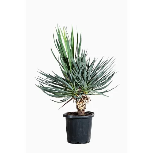 Yucca Gloriosa (Yucca Superbe) en pot de 35 litres vert