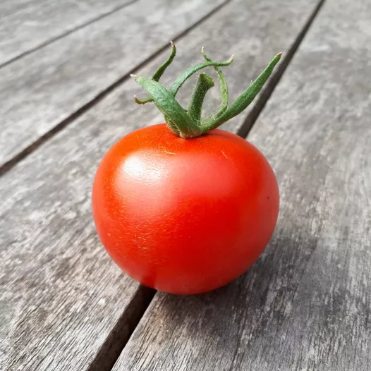 Tomate rouge Joffre | Semences bio et reproductibles
