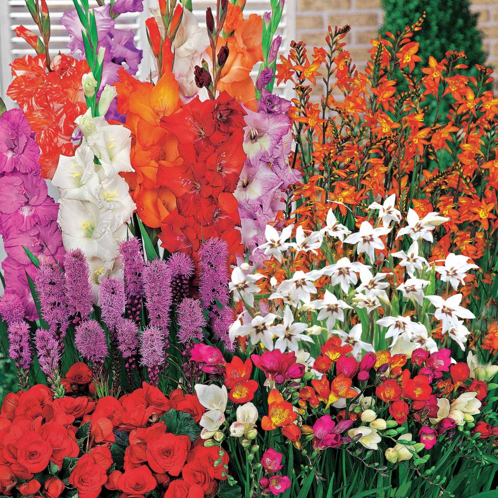 50 Bulbes d'été fleuris en mélange - 1,5 m²