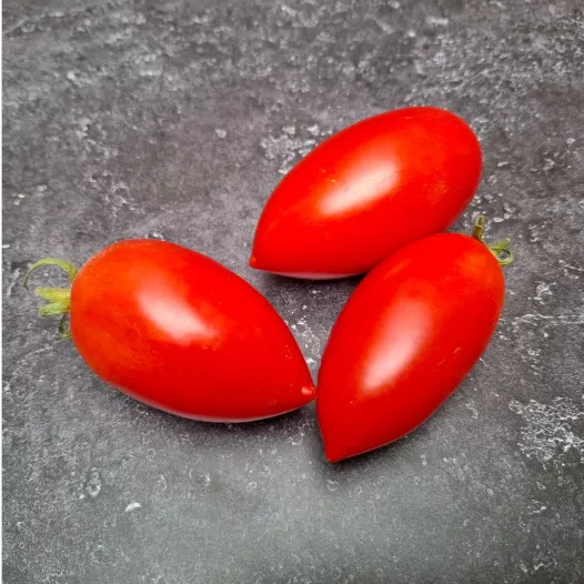 Tomate Prolifique de Falisolle | Semences bio et reproductibles