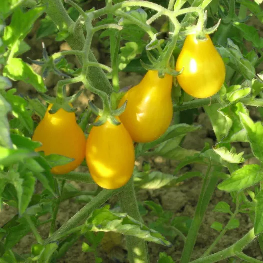 Tomate cerise poire jaune | Semences bio et reproductibles