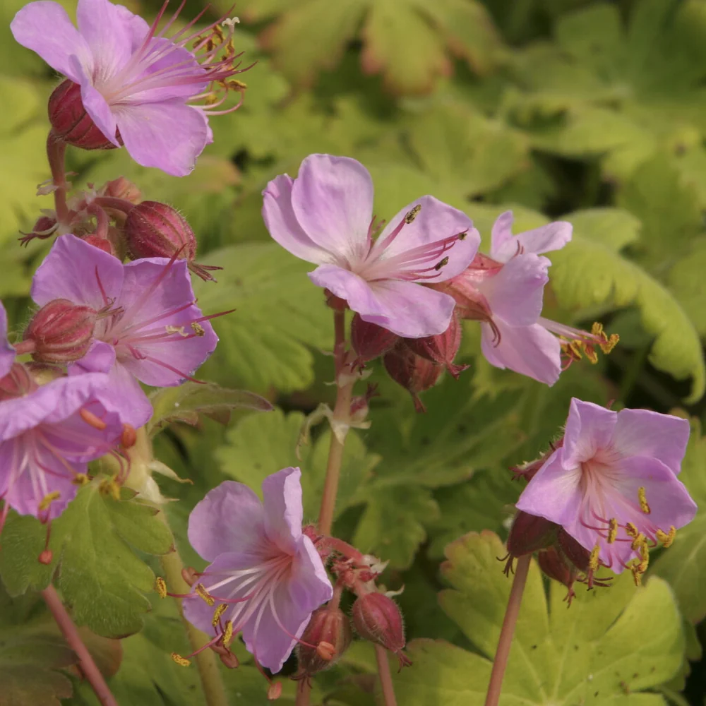 Géranium vivace Ingwersen's Variety Geranium macrorrhizum Ingwersen's Variety
