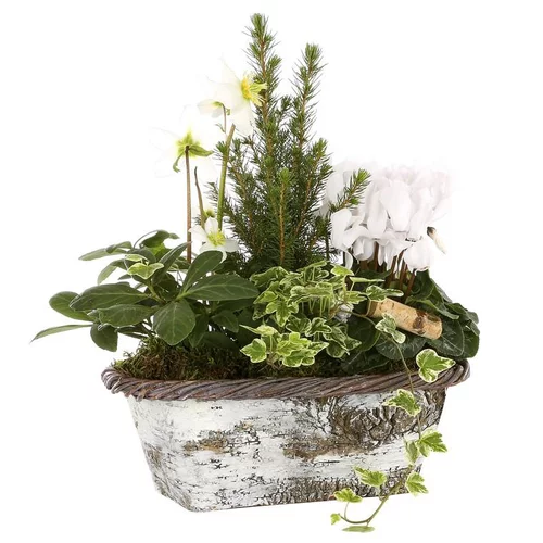 Composition hellébores et jacinthes - Jardinière bouleau