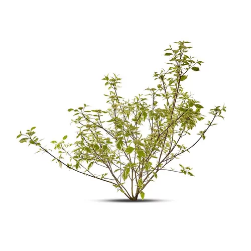 Cornus Alba Sibirica – Pot de 10L