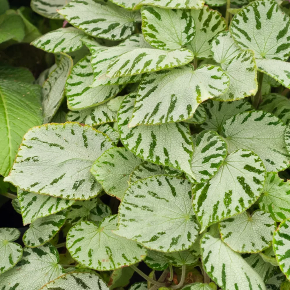 Bégonia Silver Jewel Begonia rex Silver Jewel