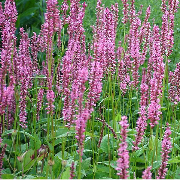 6 x Persicaire – Renouée, Persicaria amplexicaulis 'Early Pink Lady', godet 9cm x 9cm