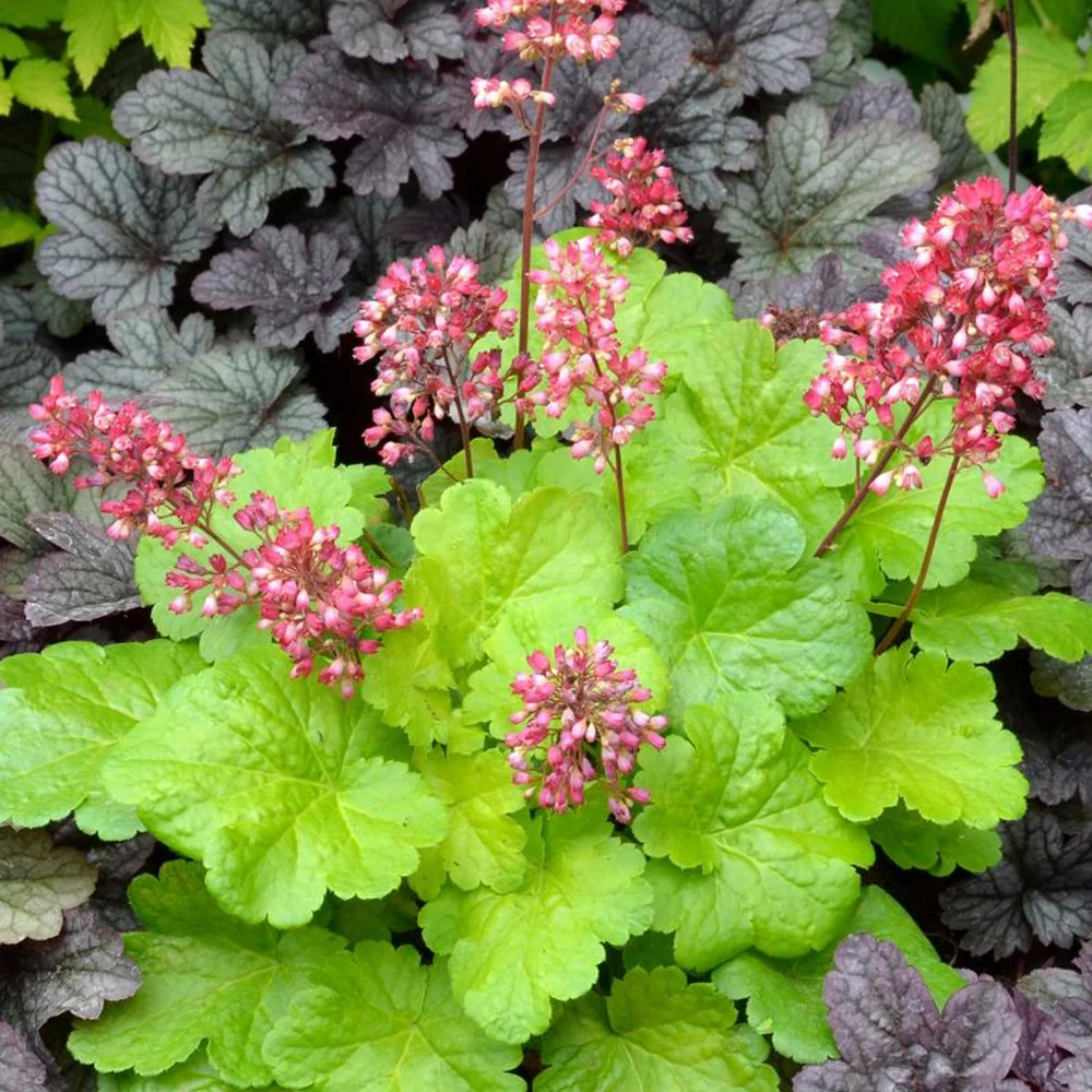 Heuchère Sweet Tart Heuchera sweet tart - little cutie series