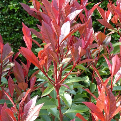 Photinia Fraseri Red Robin rouge. Le pot de 23 litres, 60/80 cm