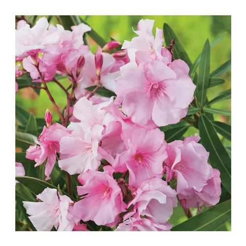 Laurier Rose Louis Pouget. Le pot de 15 litres