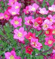 Saxifrage mousse - Le pot de 10,5 cm