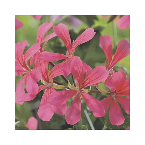 Géranium lierre simple rose - Le pack de 6 plants